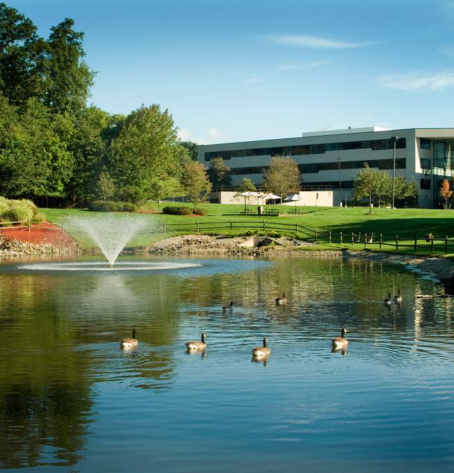 Ducks swimming around a fountain in a pond in Livingston, New Jersey