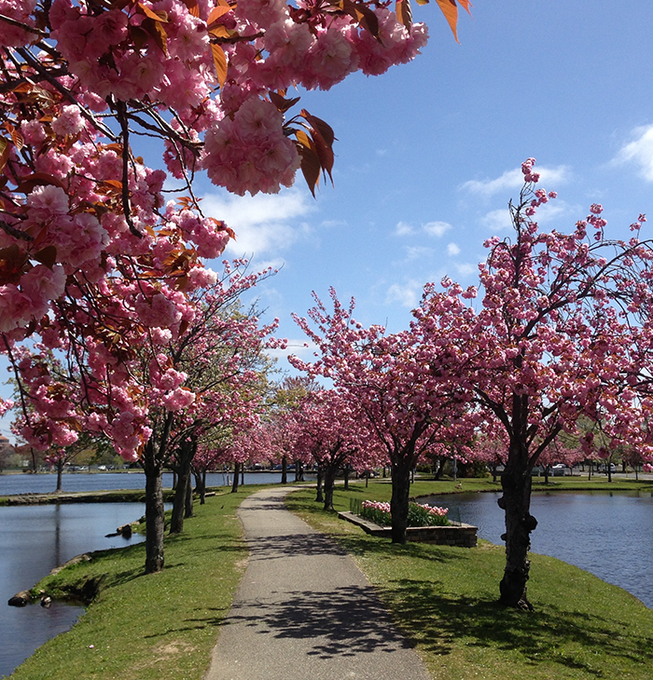 Cherry Blossoms in Bloom at Argyle Park in Babylon, Long Island, New York
